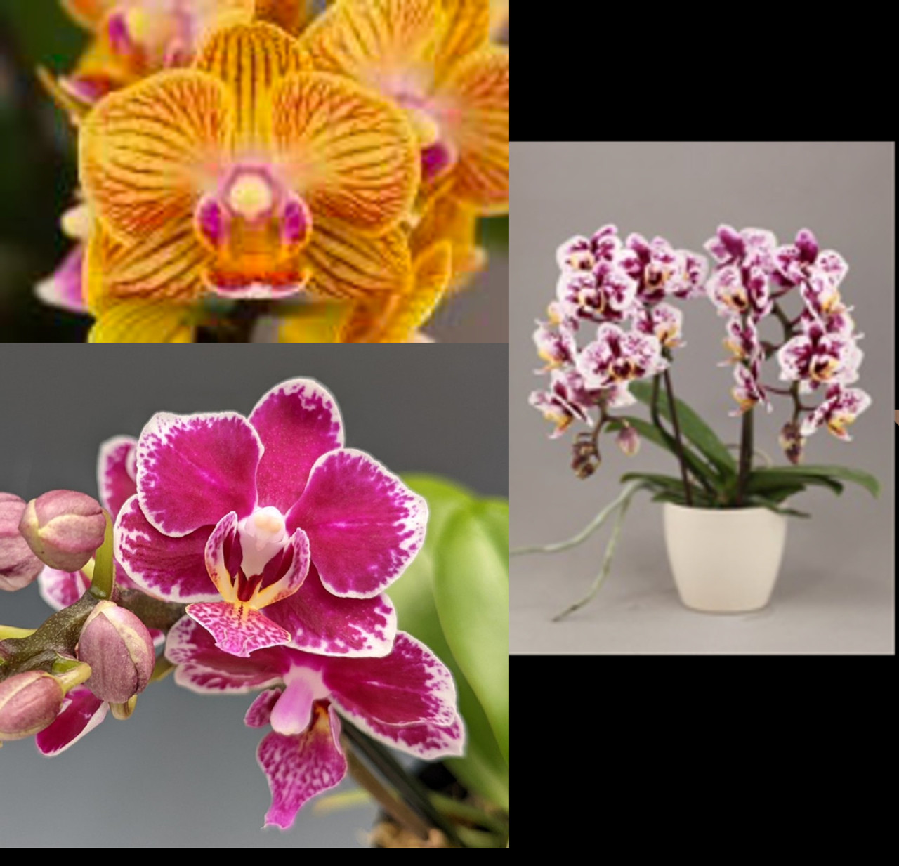 3-in-1 Mini Phalaenopsis Combo #2