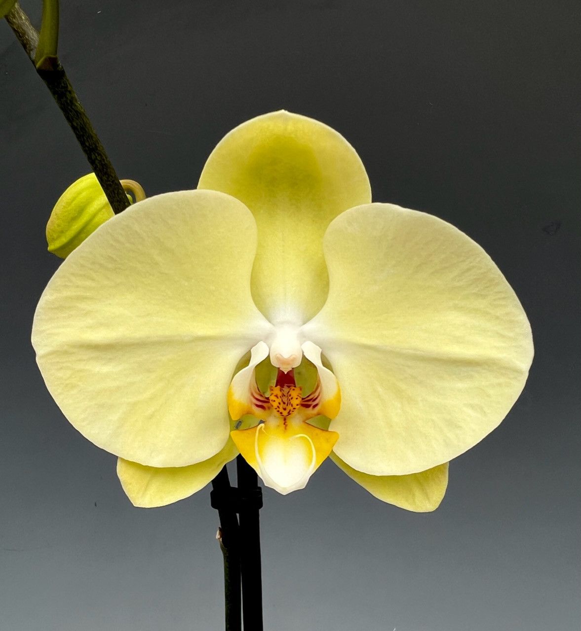 Phal. 'Yellow Butterfly' - OrchidWeb