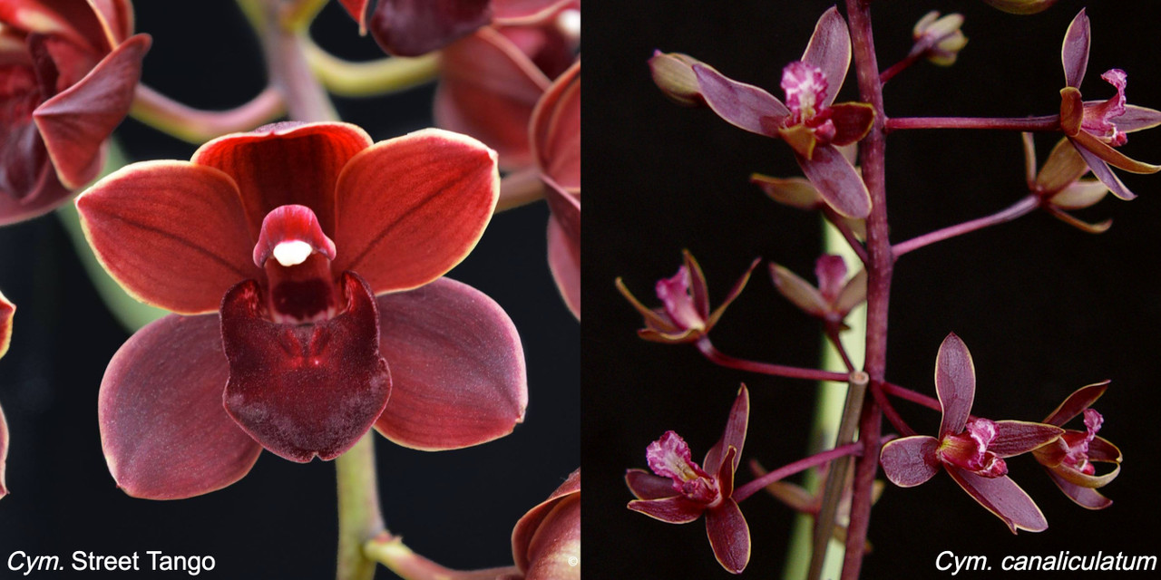 Cymbidium (Street Tango x canaliculatum) - OrchidWeb