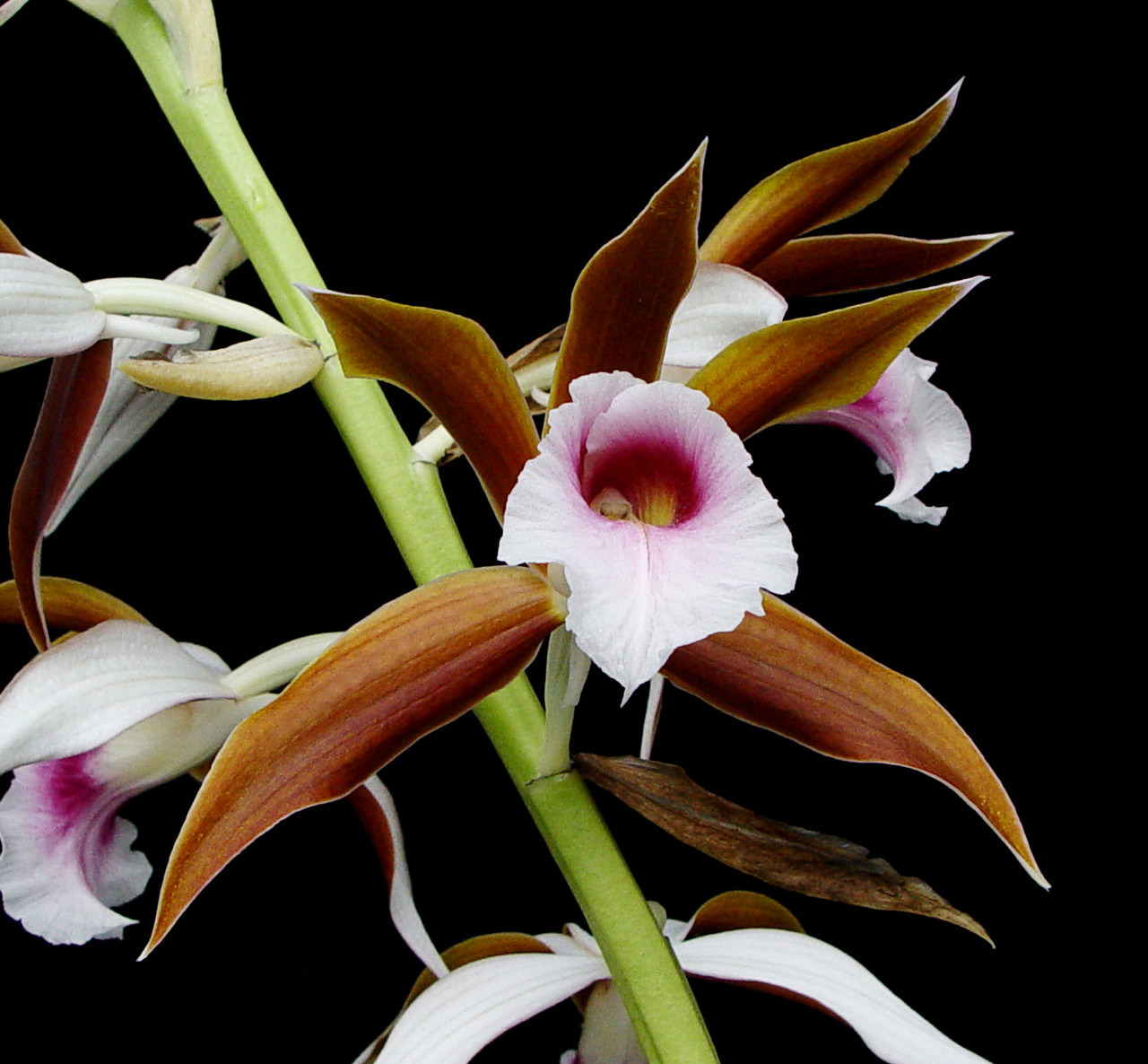 Phaius tankervilleae - OrchidWeb