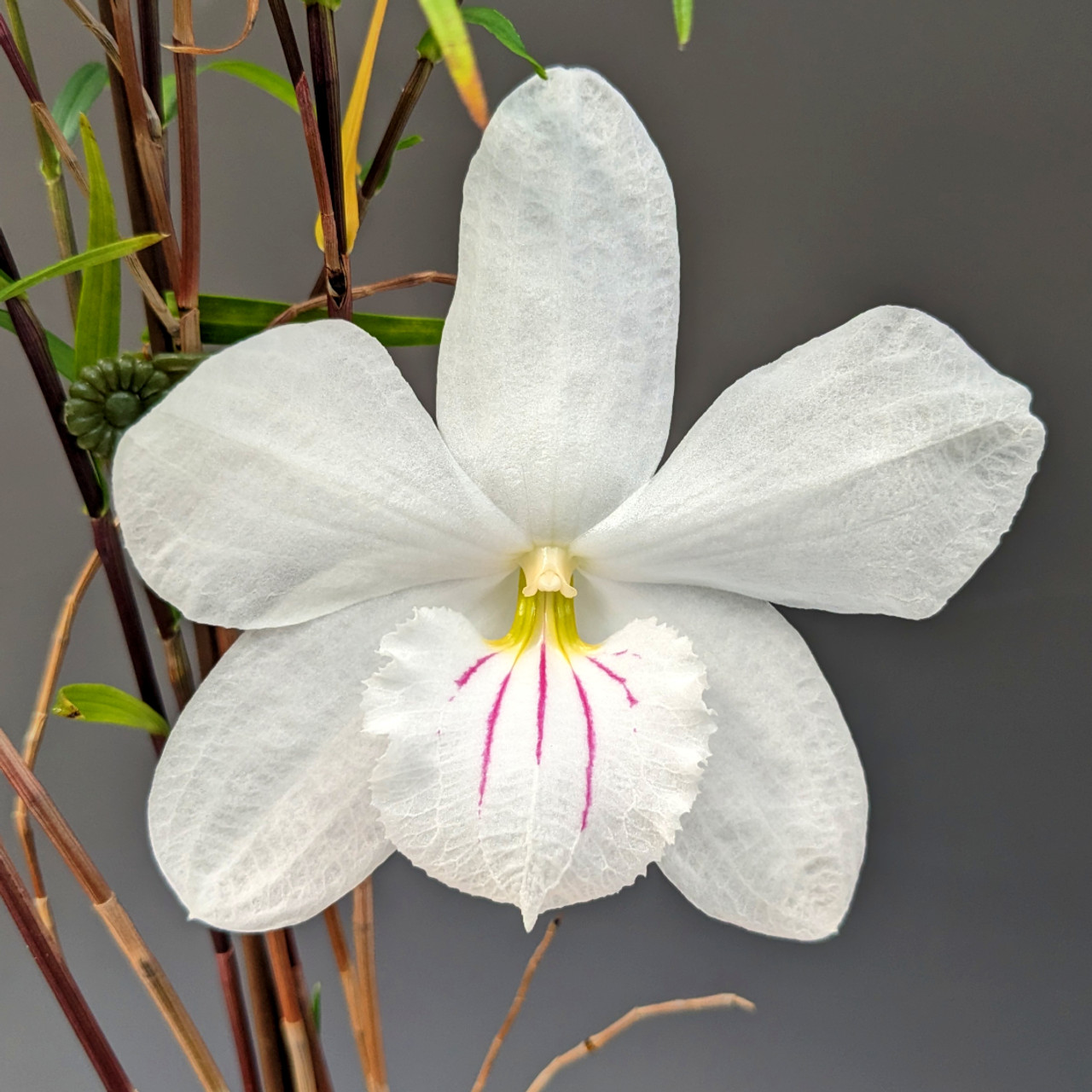 Dendrobium papilio (Fischers Strain) - OrchidWeb