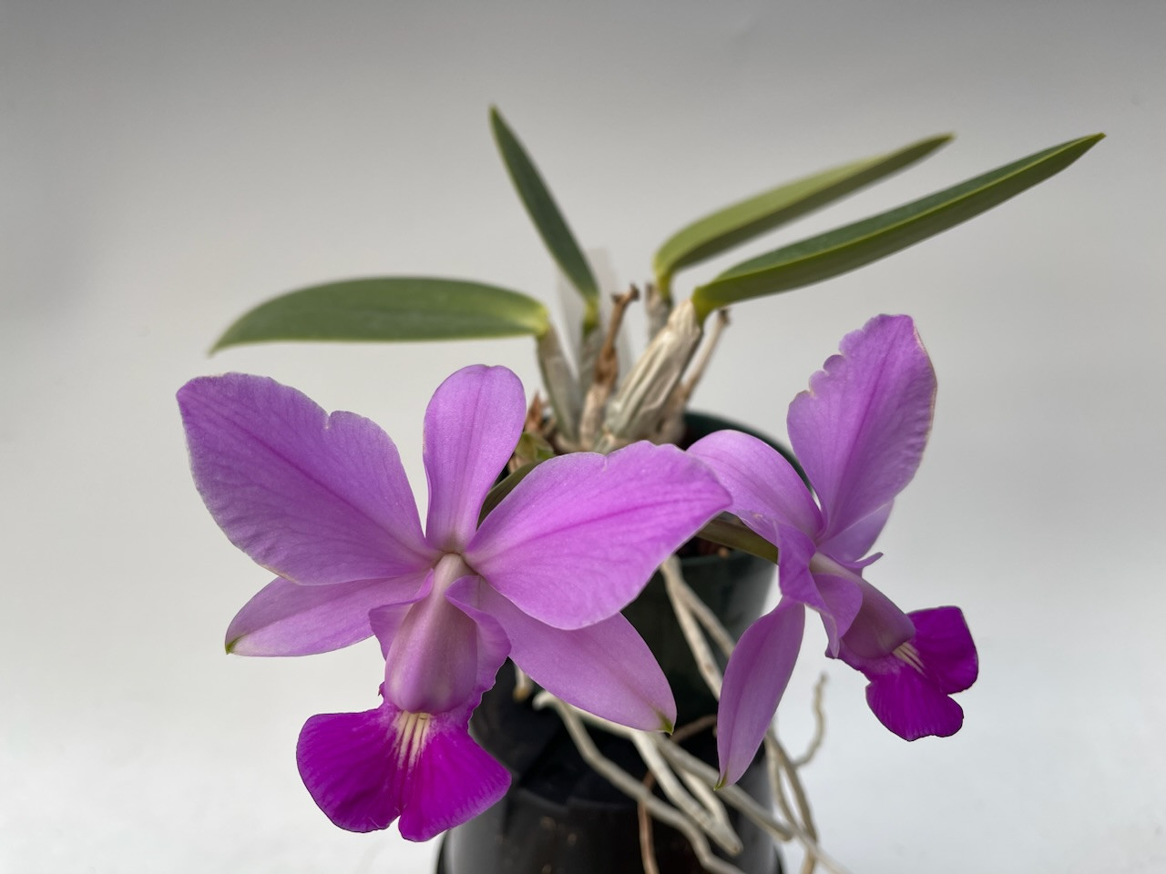 Cattleya walkeriana ‘#10 ‘Purple Vein’