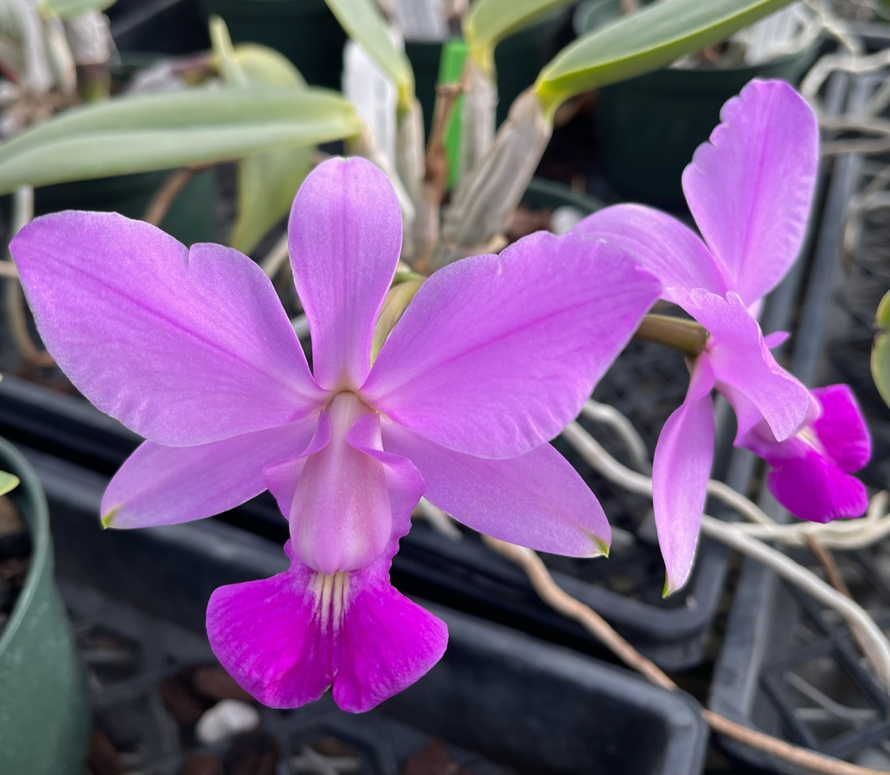 Cattleya walkeriana ‘#10 ‘Purple Vein’