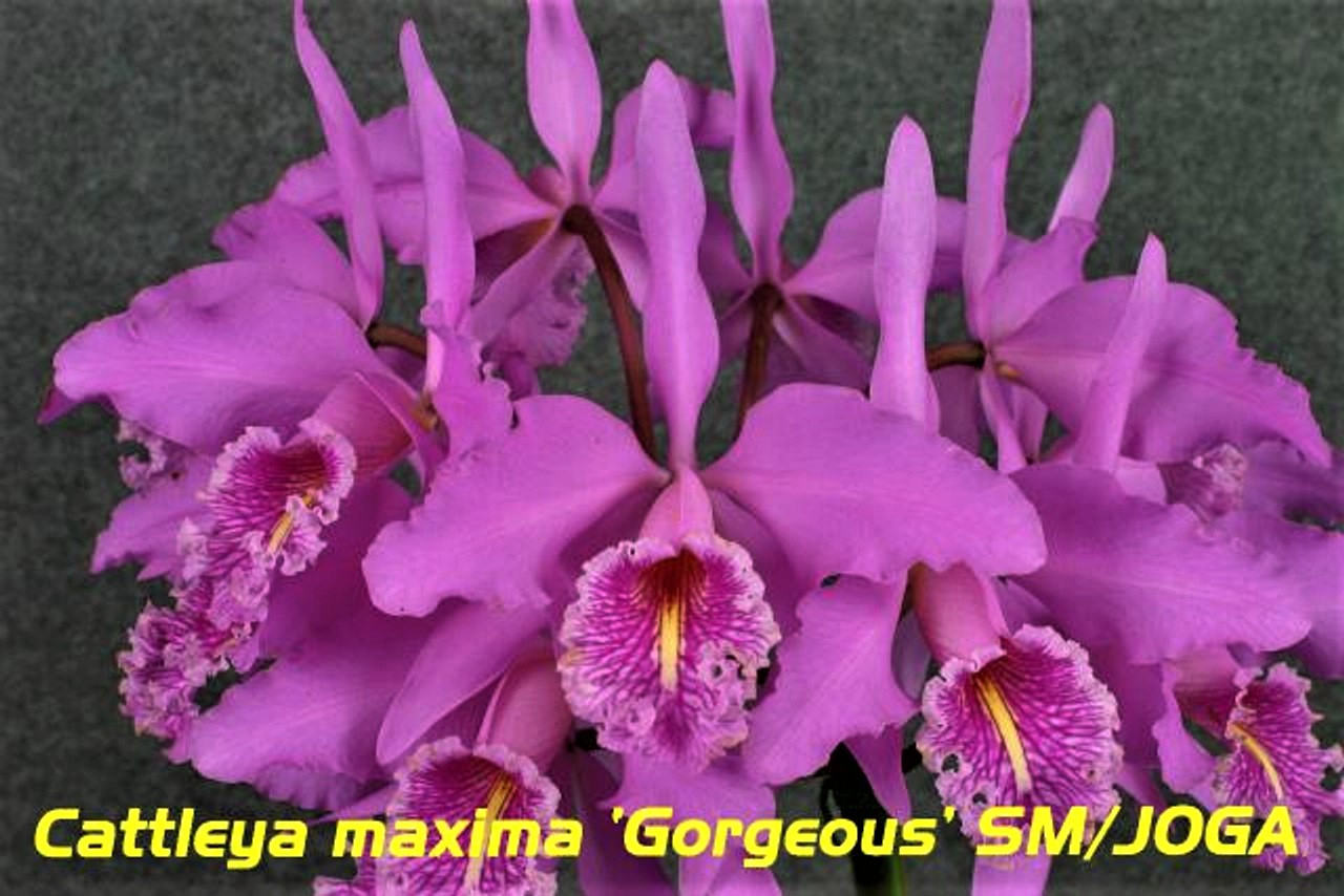 Cattleya maxima