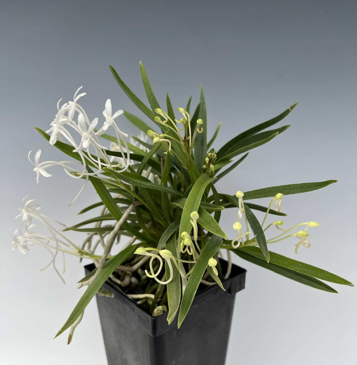 Neofinetia Falcata Amami Island Form Specimen Plant Individual