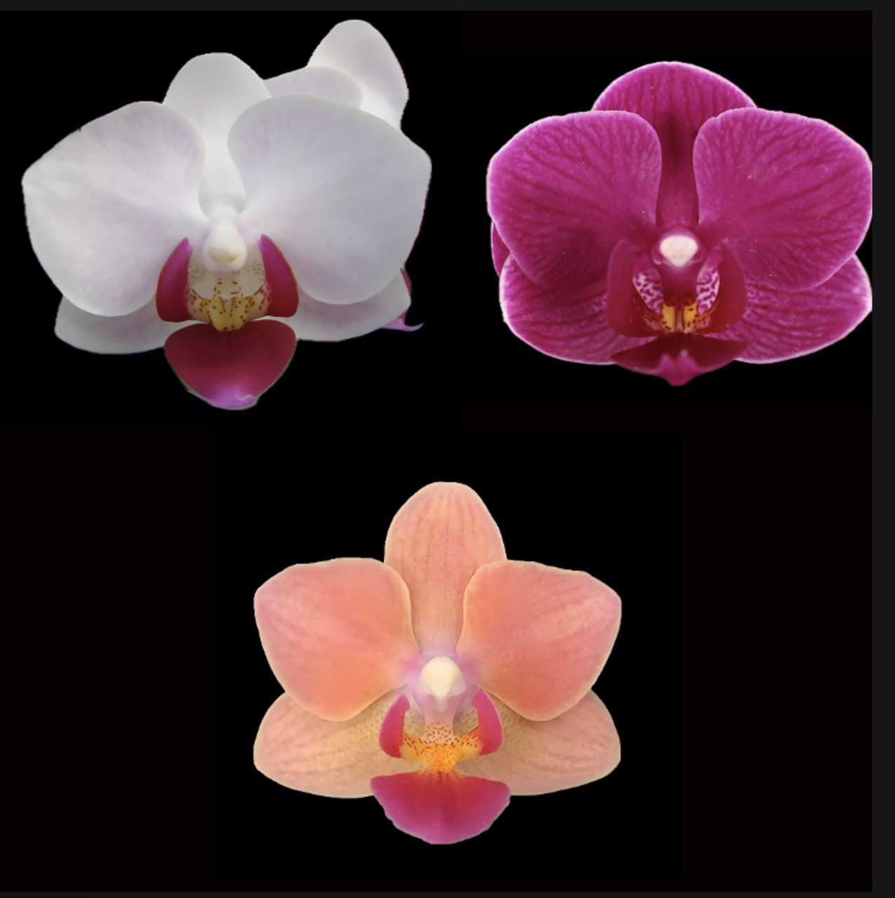 3-in-1 Micro-Mini Phalaenopsis Combo #1