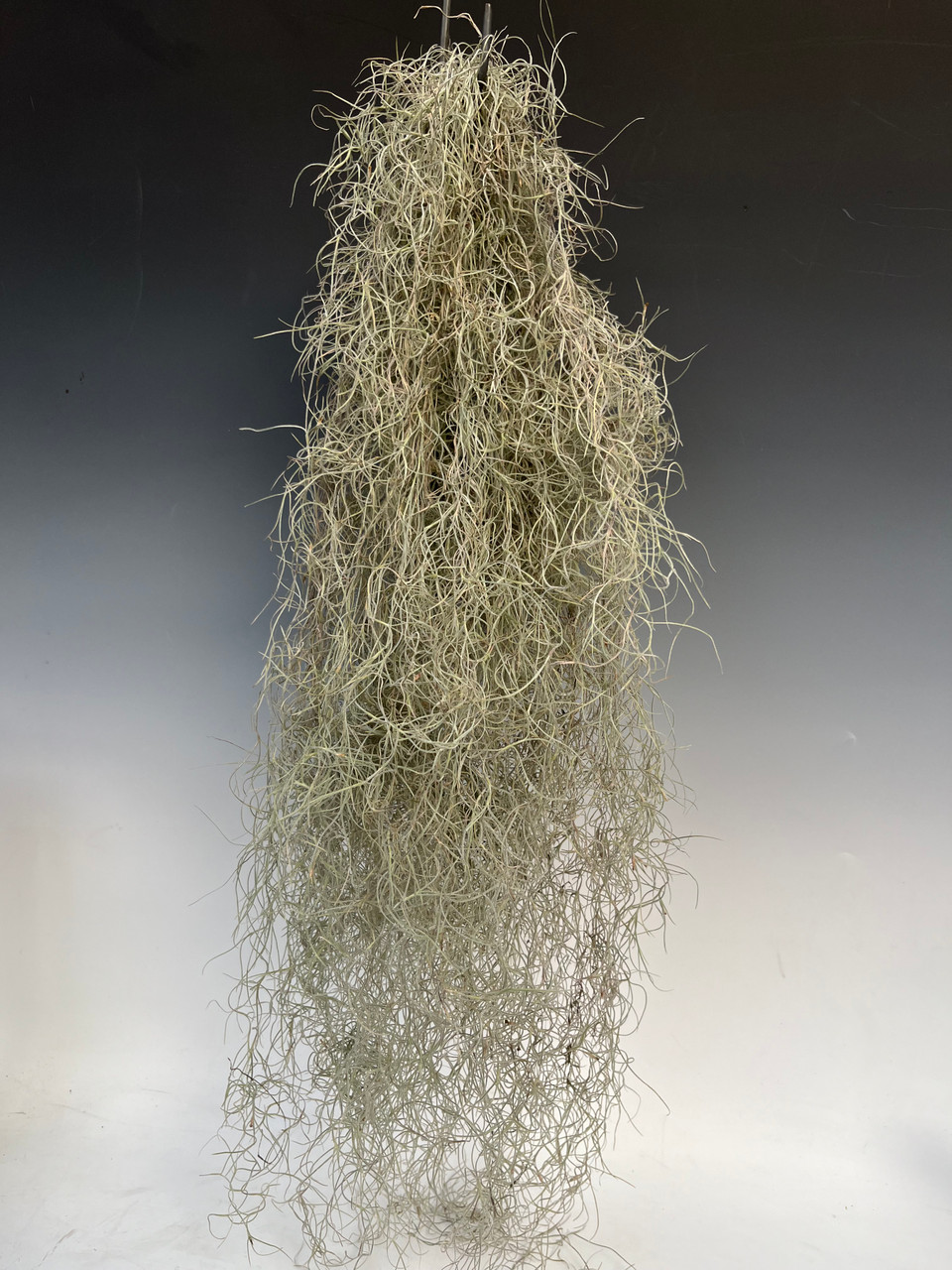 Spanish moss care & info, Tillandsia usneoides