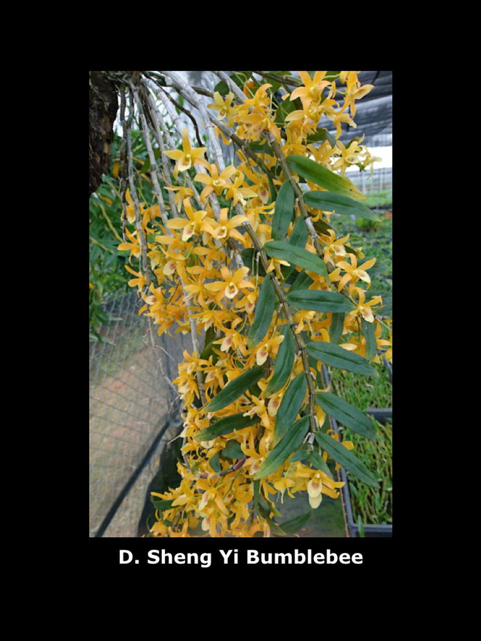 Dendrobium Sheng Yi Bumblebee