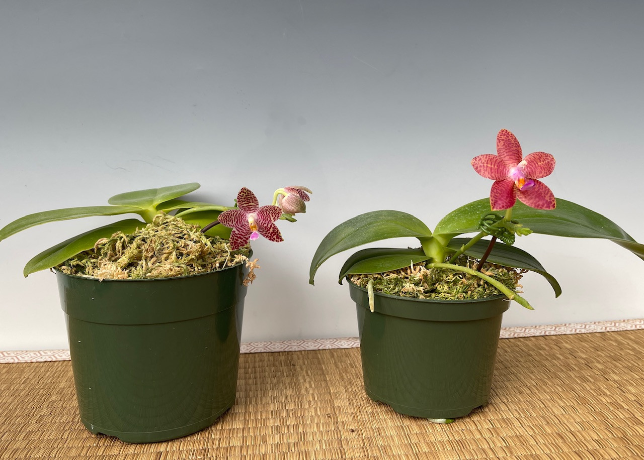 Phal. David Lim (amboinensis 'Patricia' (4N) x giganea 'Mother of