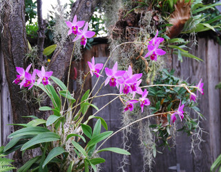 Laelia anceps, the choice for beginner and expert growers!