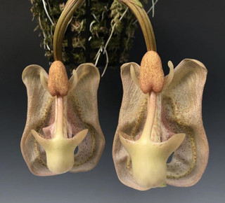 The wild-looking Coryanthes macrocorys, seedlings of The 'Dove Orchid', an October growing tip and more!