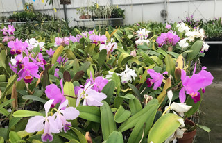 Many years of growing Cattleya percivaliana and trianaei