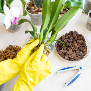 Orchid Care: Tips for Beginners