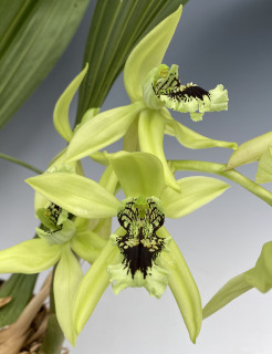 Coelogyne pandurata - The Black (lipped) Orchid!