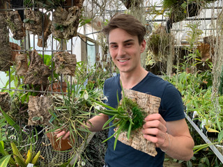 ​Brassavola - Fragrance to Fill a Room!