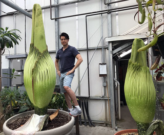 We Bloomed TWO Corpse Flowers Just Days Apart!