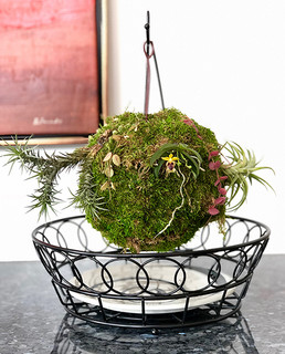 How to make 'Kokedama' for Epiphytic orchids , the Japanese potting technique.