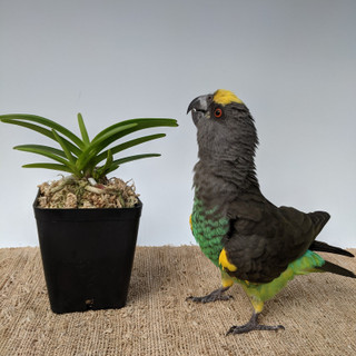 Honey, I Shrunk The Plants!