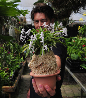 The Growing Popularity of Neofinetia falcata