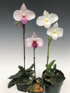 Paphiopedilum delenatii, a slipper classic from Vietnam!