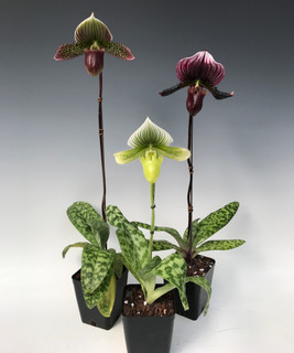 The Stunning Flowers and Foliage of Paphiopedilum Maudiae Types