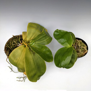 Yellowing Orchid Leaves: Causes and Treatments