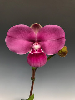 The incredible Phragmipedium kovachii!