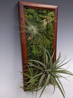 Don’t Panic – Something is Growing on Your Wall!