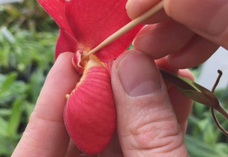 How We Develop Phragmipedium At OrchidWeb