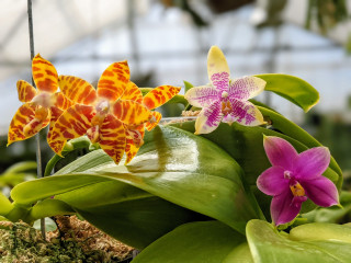 Polychilos Phalaenopsis - The 'Summer Star' Subgenus!