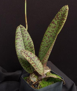 The Fascinating Functions of Plant Pigments