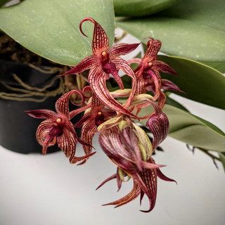 Bulbophyllum - The Orchid that Hoodwinked the Fly!