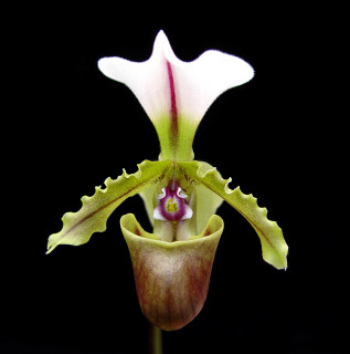 The spicy story behind Paphiopedilum spicerianum!
