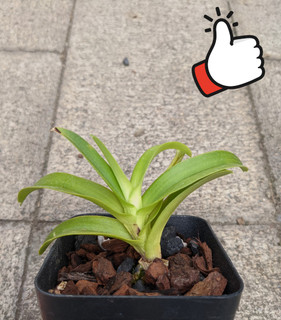 ​Springing Into Action: Orchid Care in the Spring Season