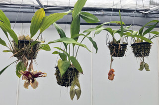 ​Weird & Wild Orchids Of The Summer