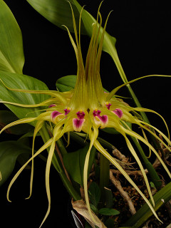 Laelia anceps, the unique Bulbophyllum virescens and upcoming Florida trip!