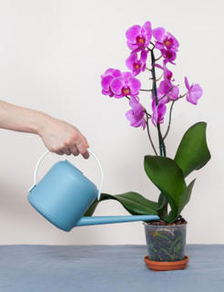 How to Water Orchids