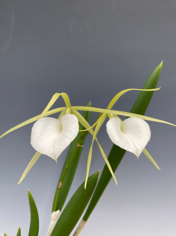 c37f2980-f7e9-411a-97d2-341db627cc40