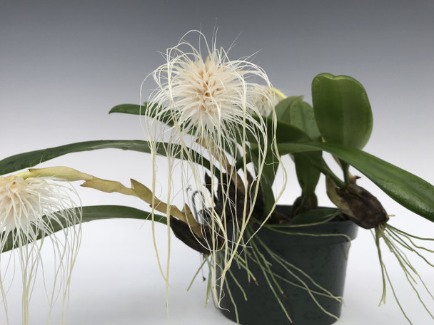 Bulbophyllum medusae 'Fernbrook'