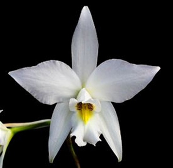 Laelia anceps alba 'San Bar Oaxqueana' AM/AOS - OrchidWeb