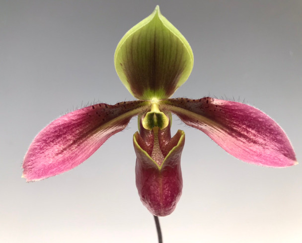 Paph. appletonianum