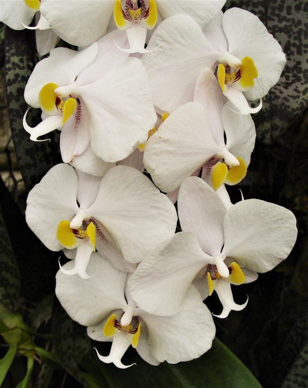 Phal. philippinensis
