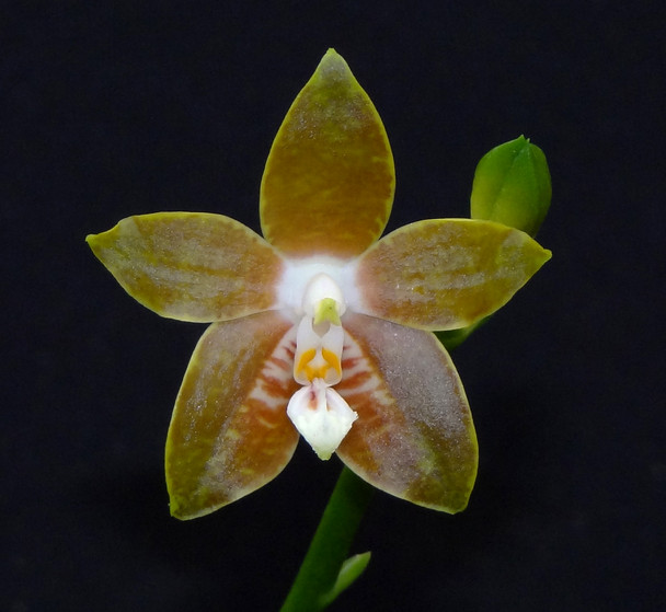 Phal. venosa