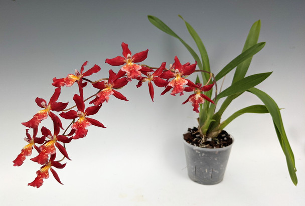 9a62114a-741a-45c3-b7b5-