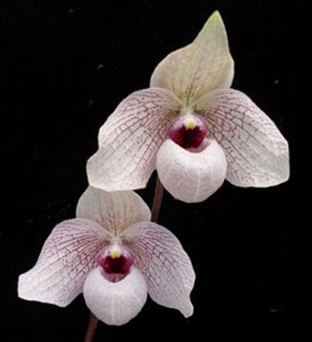 ［洋蘭交配種］Paph. Lynleigh Koopowitz Paph. Lynleigh Koopowitz — Palmer Orchids