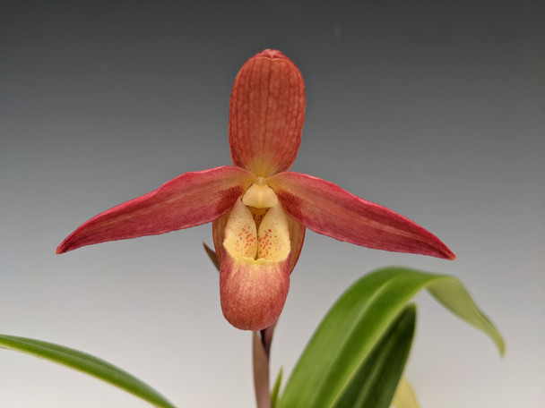 Phrag. Living Fire (Sorcerer's Apprentice 4N 'Fantastic' x besseae