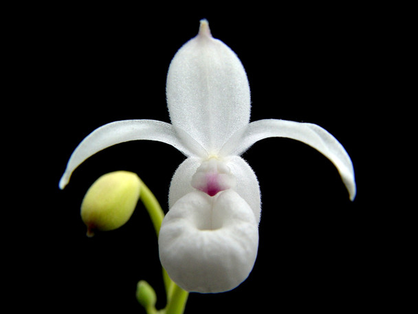 メキシペディウム ゼロフィチカム　Mexipedium xerophyticum Mexipedium xerophyticum - Paph Paradise