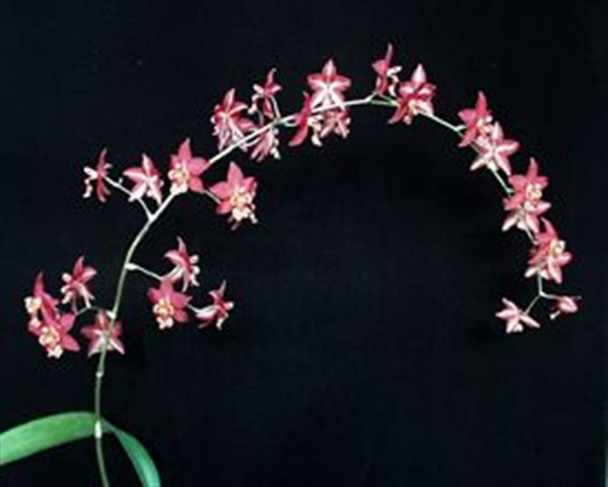 orchids73 オーダーページ シンデレラ Wilsonara Firecracker 'Red Star' (Oda. Carmine x Onc