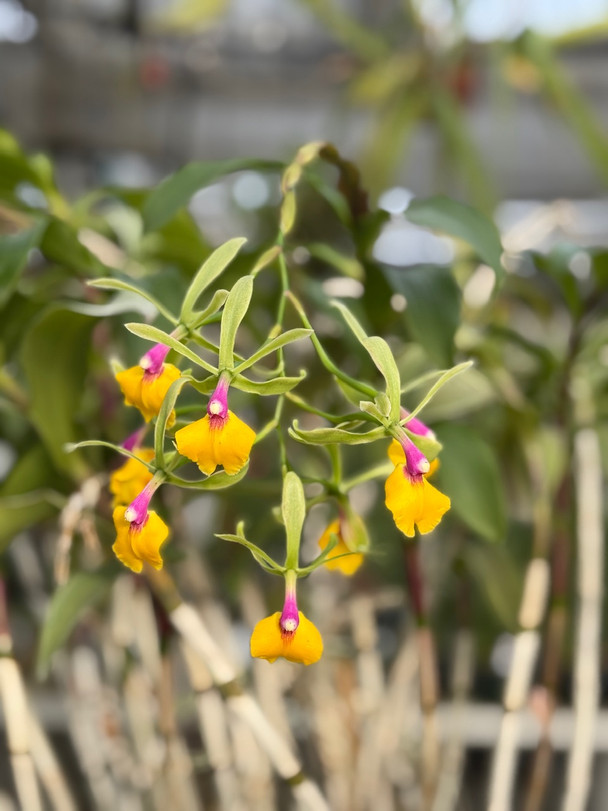 B. nodosa x Rlc. Yen Corona 'Green Genie' - OrchidWeb