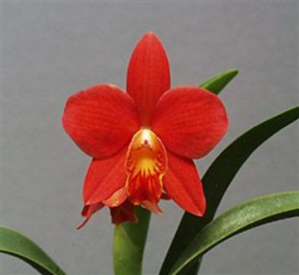 スポーツトイ・アクショントイ Hydrangea Cattleya / Fervent Red スポーツトイ・アクショントイ Hydrangea Cattleya / Fervent
